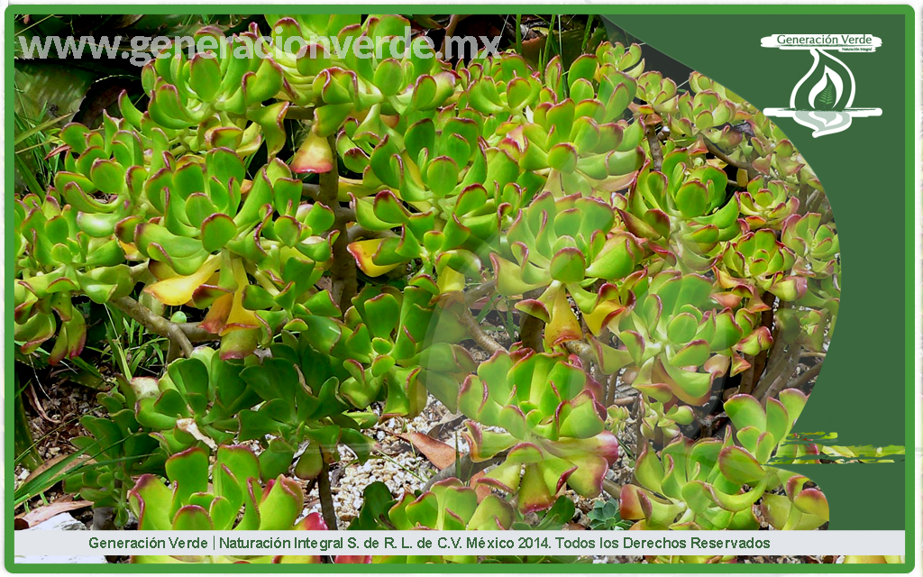 Siempre Viva, Sedum praealtum